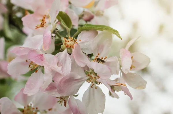 Pink blooming apple tree with water drops