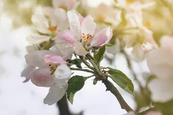 Pink blooming apple tree with water drops