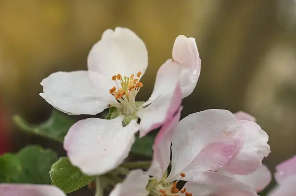 Manzano en flor con gotas de agua — Foto de Stock