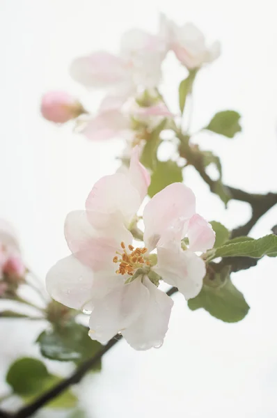 Pink blooming apple tree with water drops