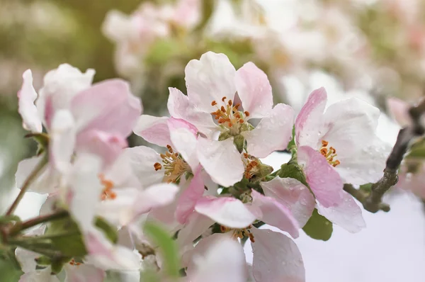 Blooming apple tree with water drops