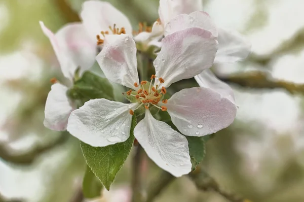 Blooming apple tree with water drops
