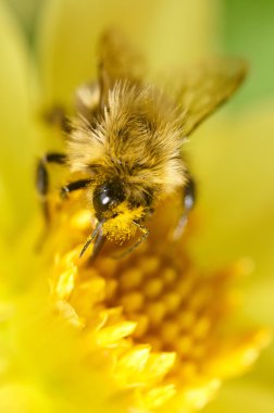 Arı çiçek yakın Tarih