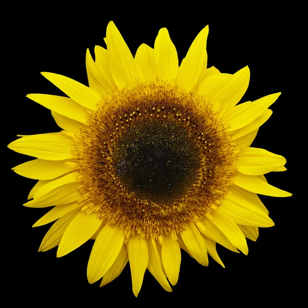 Yellow Sunflower Isolated on Black Background