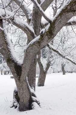 ağaçlar ve çalılar sonrasında