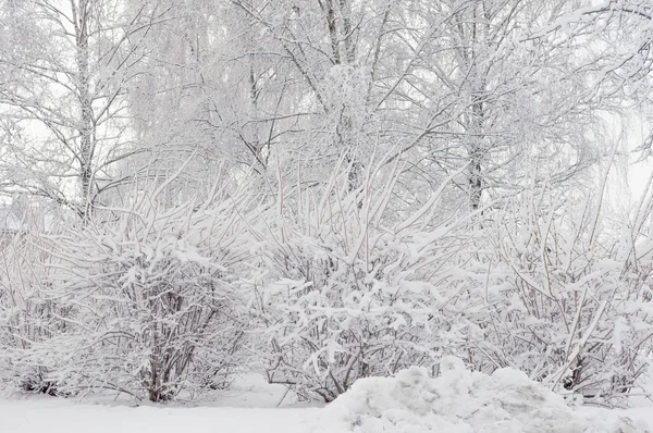 Trees and shrubs snowbank — Stock Photo, Image