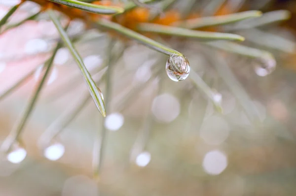 Rain drops at the ends of branches — Stock Photo, Image