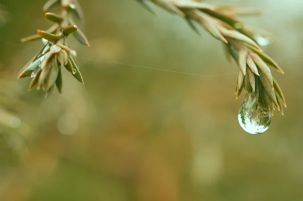 雨滴的树枝末端 — 图库照片