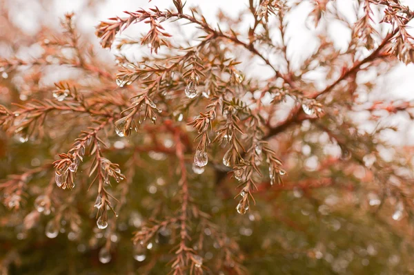 Rain drops at the ends of branches — Stock Photo, Image