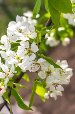 Bahçe çiçekli armut dalda