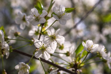 çiçekli kiraz ağacı dalı