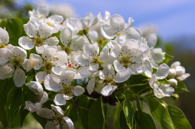 Bahçe çiçekli armut dalda