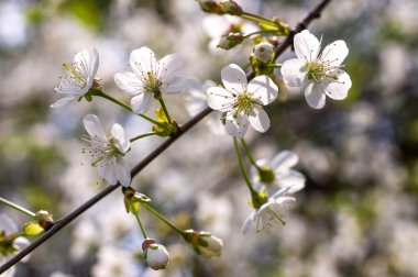 çiçekli kiraz ağacı dalı