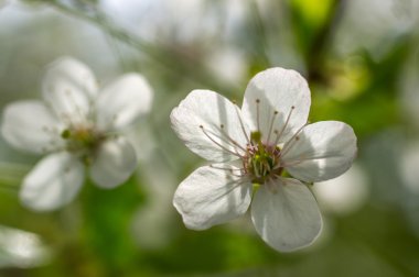 çiçekli kiraz ağacı dalı