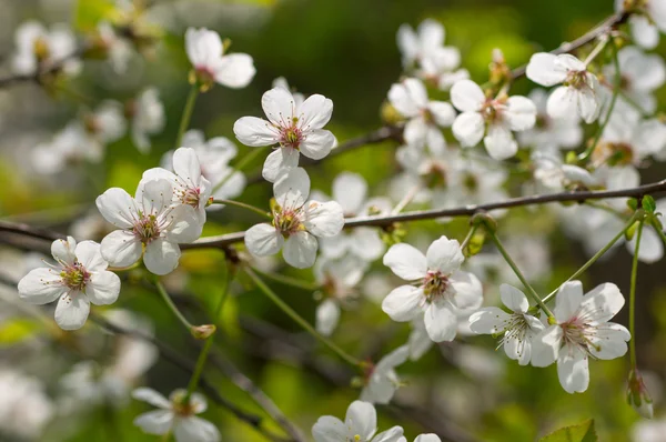 çiçekli kiraz ağacı dalı