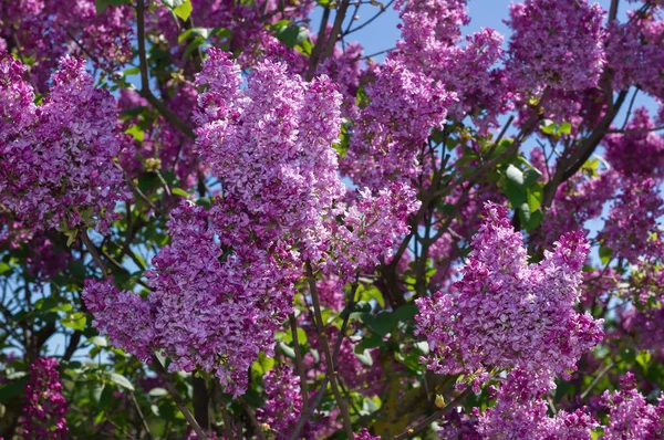 Lilac selective focus — Stock Photo, Image