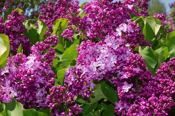 Lilac selective focus — Stock Photo, Image
