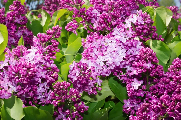 Lilac selective focus — Stock Photo, Image