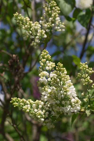 Lilac selektiv fokus - Stock-foto