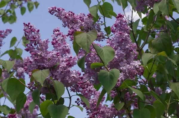 Lilac selective focus — Stock Photo, Image