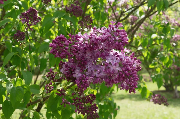 Lilac selective focus — Stock Photo, Image