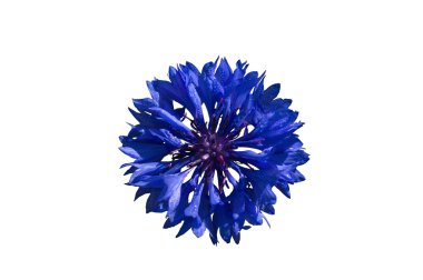 Peygamber Çiçeği beyaz zemin üzerine mavi