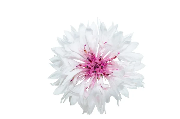 Cornflower branco com o meio rosa em um fundo branco — Fotografia de Stock