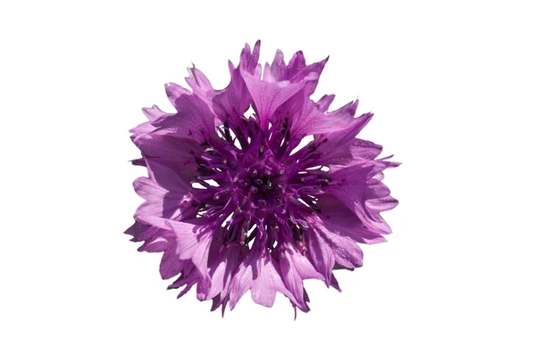 Purple cornflower a white background — Stock Photo, Image