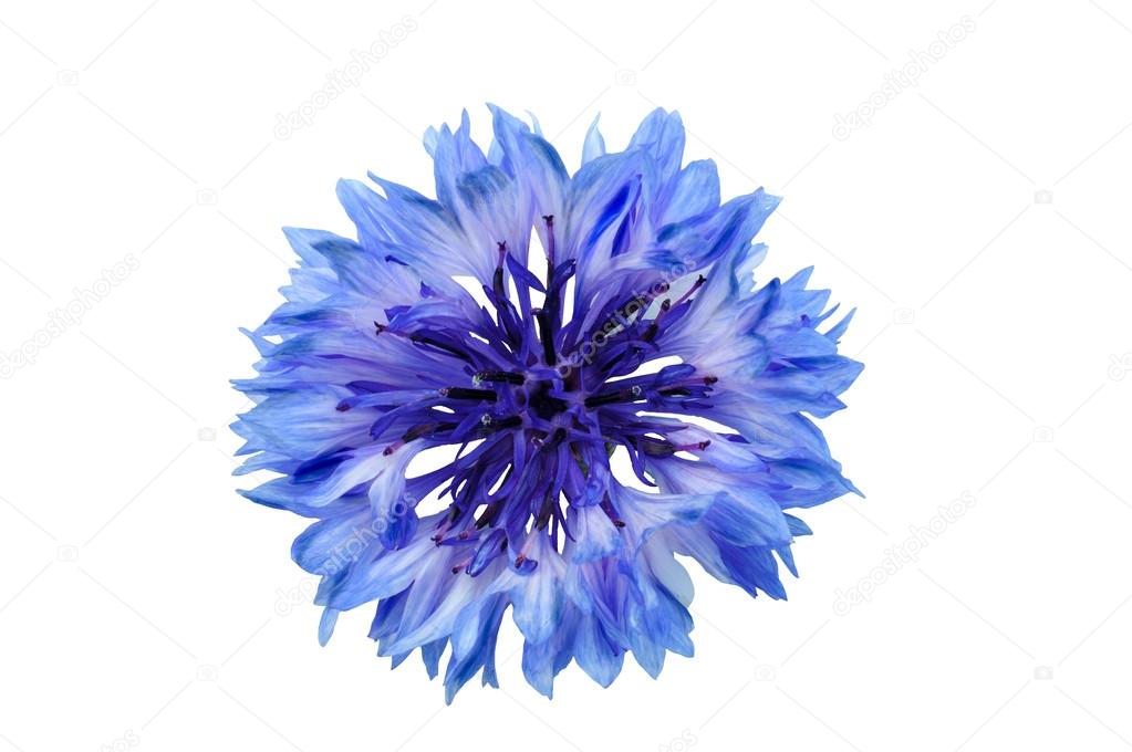 Cornflower blue on a white background