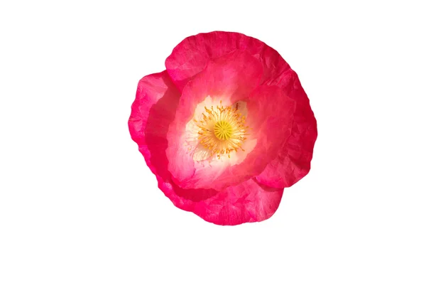 Papavero rosa su sfondo bianco — Foto Stock