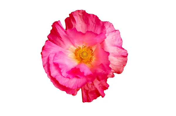 Pink poppy on a white background — Stock Photo, Image