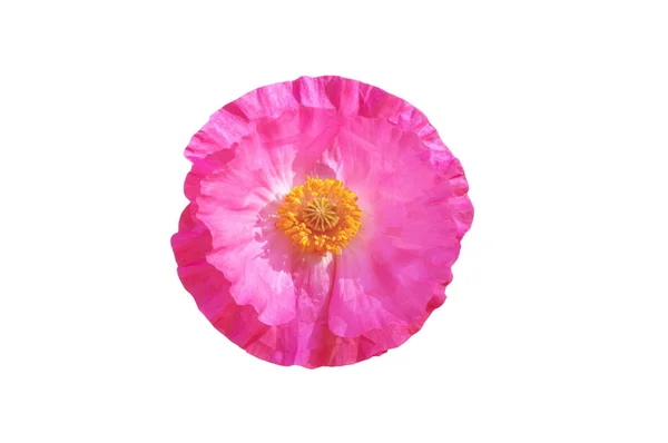 白地にピンクのポピー — ストック写真