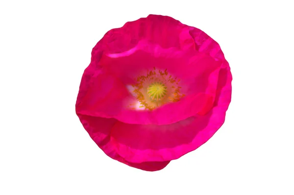 Pink poppy on a white background — Stock Photo, Image