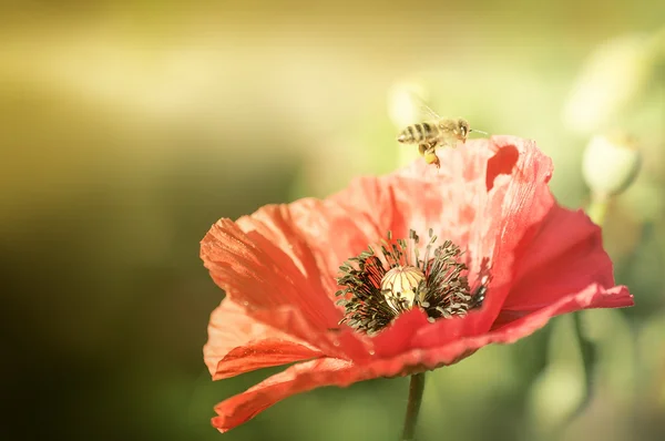 Güneş ışınlarının haşhaş arıya