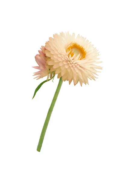 Клубничный цветок со стеблем на белом фоне — стоковое фото