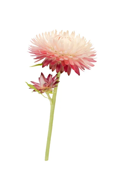 白い背景の上の茎 strawflower — ストック写真