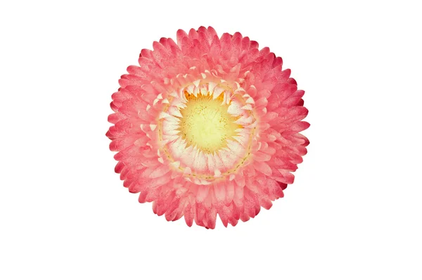 Strawflower (Xerochrysum Bracteatum) isolated from the backgroun — Stock Photo, Image