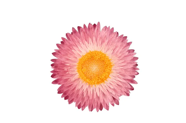 Strawflower (Xerochrysum Bracteatum) arka gruptan izole edildi