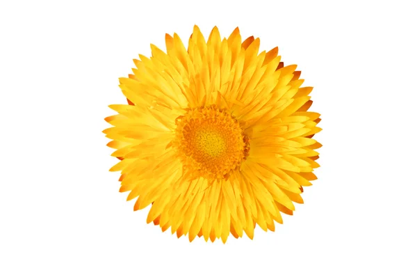 Strawflower (Xerochrysum Bracteatum) arka gruptan izole edildi