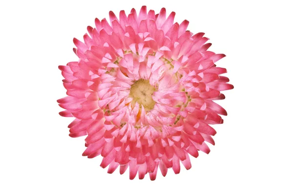 Strawflower (Xerochrysum Bracteatum) isolated from the backgroun — Stock Photo, Image