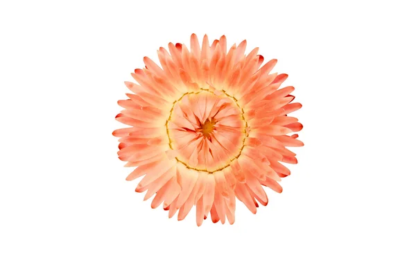 Bac izole strawflower bitki (Xerochrysum Bracteatum)