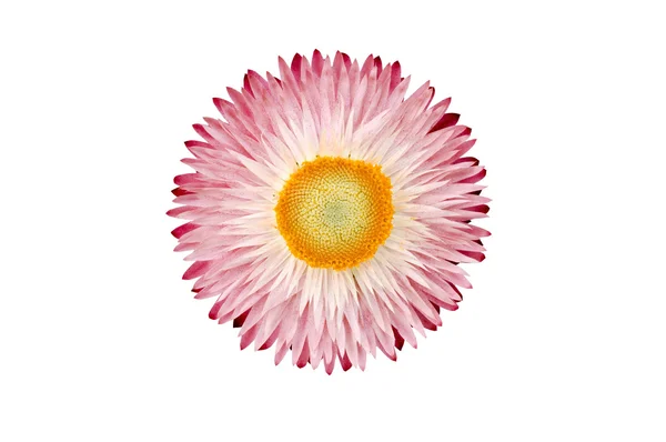 Bac izole strawflower bitki (Xerochrysum Bracteatum)