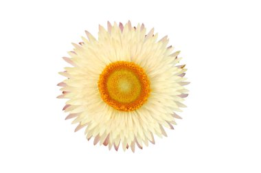 Bac izole strawflower bitki (Xerochrysum Bracteatum)