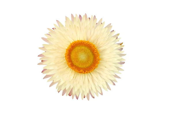 Strawflower plant (Xerochrysum Bracteatum) isolated from the bac — Stock Photo, Image