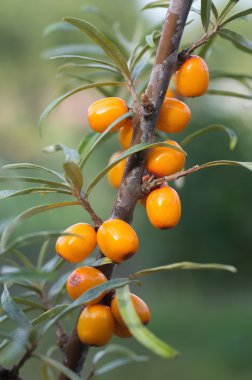 Deniz cehri meyveleri ağaçta