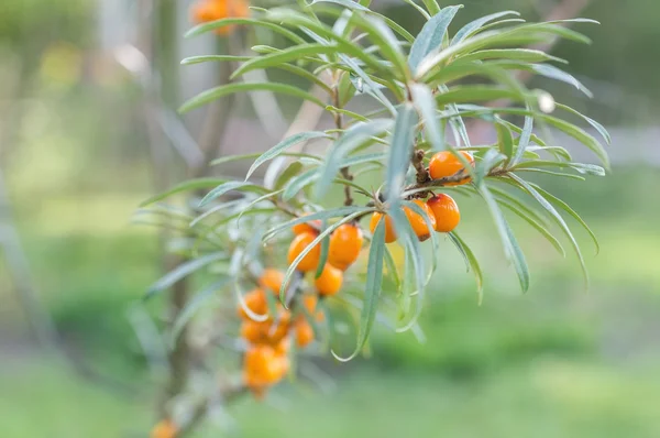 Deniz cehri meyveleri ağaçta