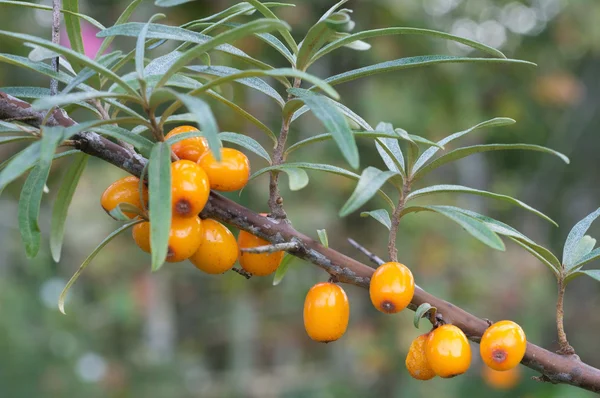 Deniz cehri meyveleri ağaçta