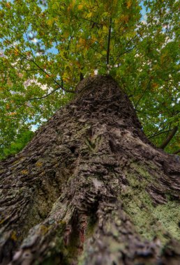 Parlak orman tepe örtüsüne doğru uzanan canlı yeşil yosunlu büyük, eski bir ağaç gövdesinin alçak açılı görüntüsü. Görüntü doğayı, büyümeyi ve yaşamı vurguluyor..