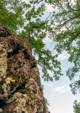 Parlak orman tepe örtüsüne doğru uzanan canlı yeşil yosunlu büyük, eski bir ağaç gövdesinin alçak açılı görüntüsü. Görüntü doğayı, büyümeyi ve yaşamı vurguluyor..