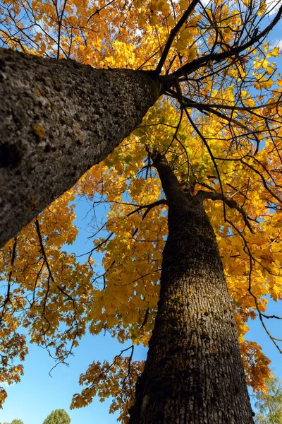 A striking upward view of two tall tree trunks and their canopy filled with bright, golden yellow autumn foliage contrasting sharply with the clear blue sky